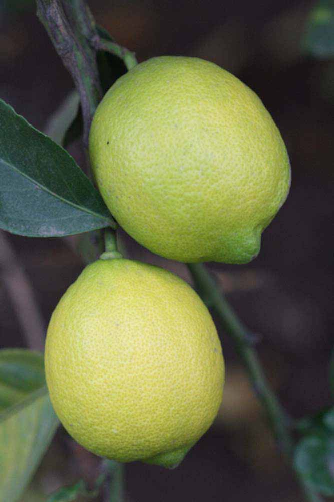                 Fruit (Cascade, Riverside, CA)       